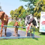 India’s first cloned desi Gir female calf Ganga produced at NDRI, Karnal